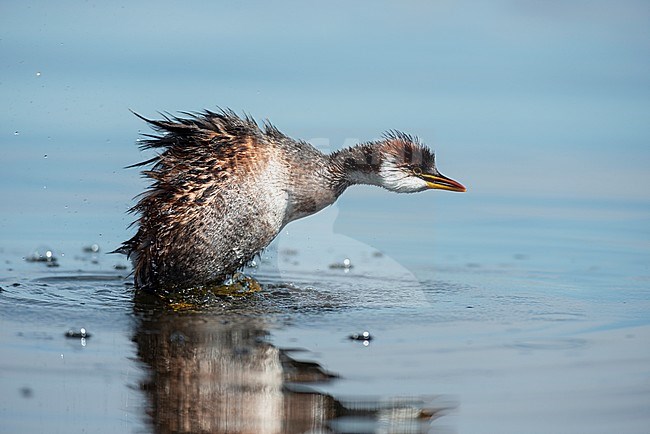 The Titicaca Grebe (Rollandia microptera), also known as Titicaca Flightless Grebe is found on the altoplano of Peru and Bolivia and the biggest population is found on Titicaca Lake. Clearly showing the absense of its wings in this photo. stock-image by Agami/Jacob Garvelink,