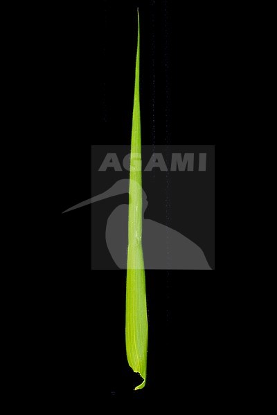 Giant Fescue stock-image by Agami/Wil Leurs,