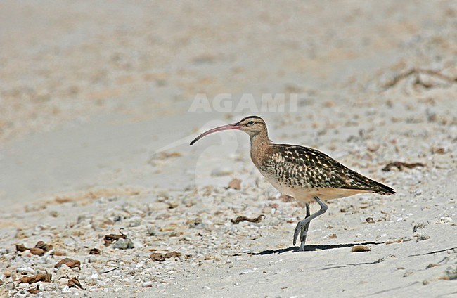 Zuidzeewulp staand op het strand op een atol; Bristle-thighed Curlew standing on an atol stock-image by Agami/Pete Morris,
