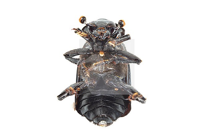 Black Sexton Beetle, Nicrophorus humator stock-image by Agami/Wil Leurs,