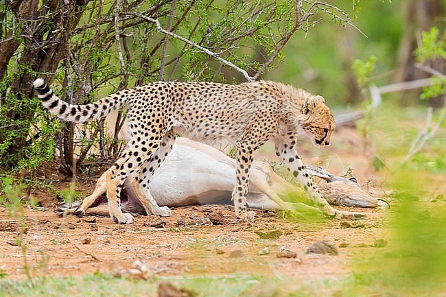 Cheetah (Acinonyx jubatus), a cub walking close to a pray, Mpumalanga, South Africa stock-image by Agami/Saverio Gatto,