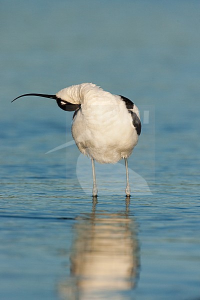 Kluut, Pied Avocet, Recurvirostra avosetta stock-image by Agami/Menno van Duijn,