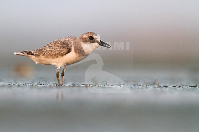 Woestijnplevier, Greater Sand-Plover stock-image by Agami/Ralph Martin,