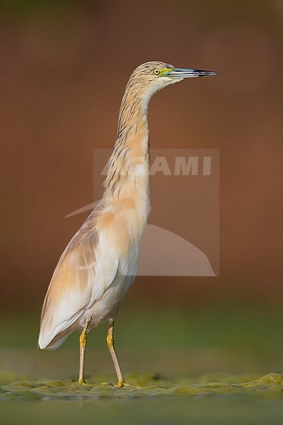 Squacco Heron (Ardeola ralloides), adult standing in a swamp stock-image by Agami/Saverio Gatto,
