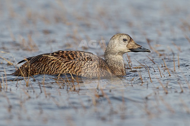 Vrouwtje Brileider, Female Spectacled Eider stock-image by Agami/Brian E Small,