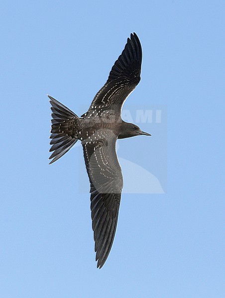 Juveniele Bonte Stern in vlucht; Juvenile Sooty Tern in flight stock-image by Agami/Mike Danzenbaker,