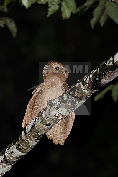 Large Frogmouth (Batrachostomus auritus) perched on a branch during the night in primary lowland forest in Way Kambas on Sumatra in Indonesia. stock-image by Agami/James Eaton,