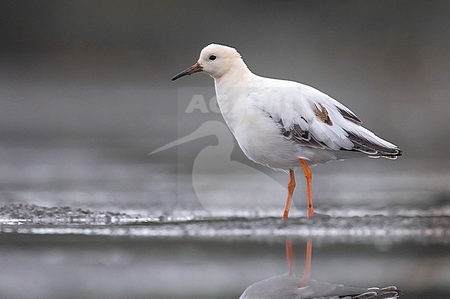 Ruff (Philomachus pugnax) in Italy. stock-image by Agami/Daniele Occhiato,