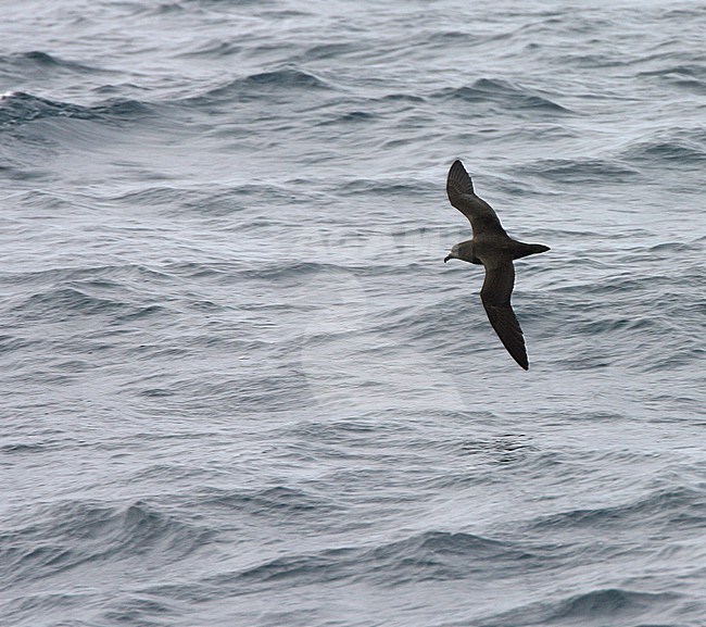 Great-winged Petrel (Pterodroma macroptera) flying above the South Atlantic ocean. stock-image by Agami/Marc Guyt,