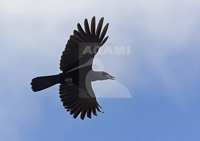 White-necked Crow (Corvus leucognaphalus) in the Dominican Republic. stock-image by Agami/Pete Morris,