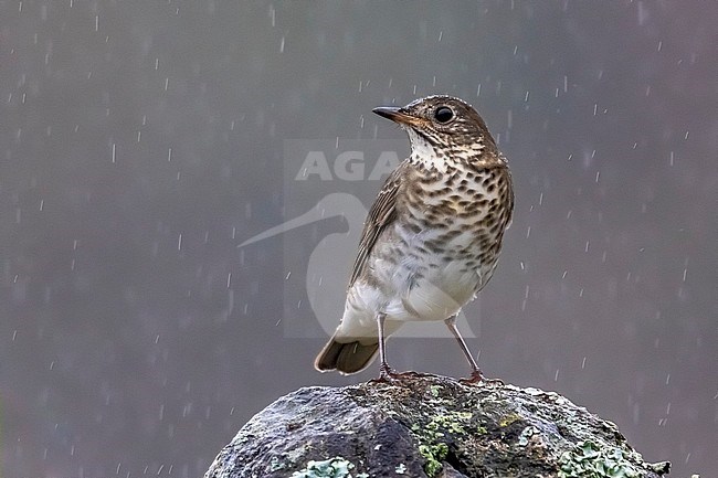 Northern Gray-cheeked Thrush (Catharus minimus aliciae) sitting on a wall under hard rain in Middle Fields, Corvo, Azores, Portugal. stock-image by Agami/Vincent Legrand,