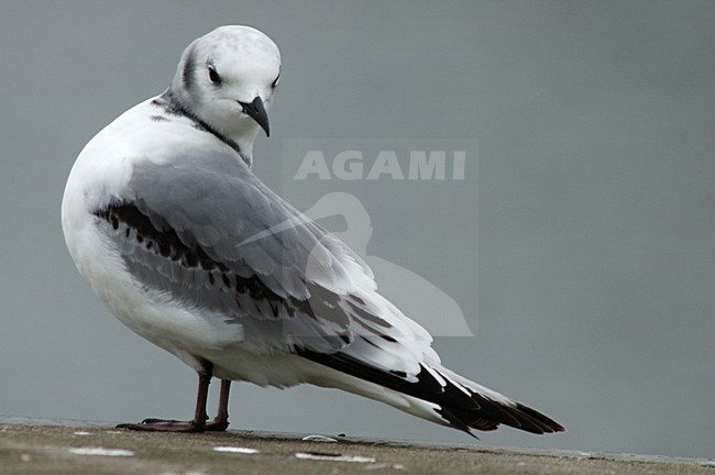 Black-legged Kittiwake immature standing; Drieteenmeeuw onvolwassen staand stock-image by Agami/Marc Guyt,