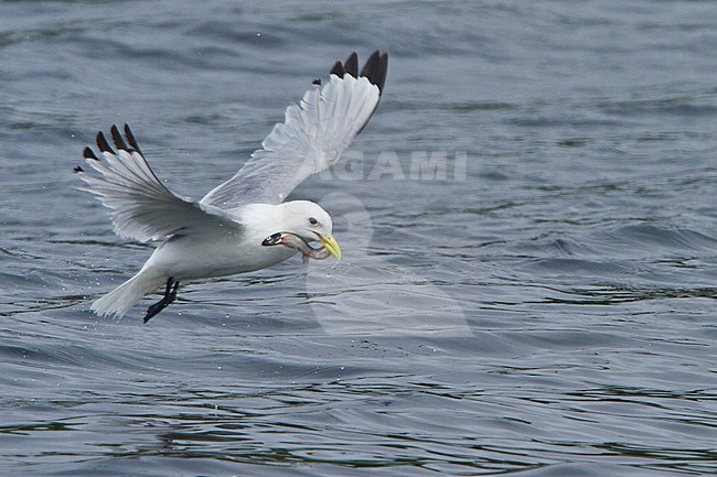 Black-legged Kittiwake (Rissa tridactyla) flying along the coastline of Newfoundland, Canada. stock-image by Agami/Glenn Bartley,