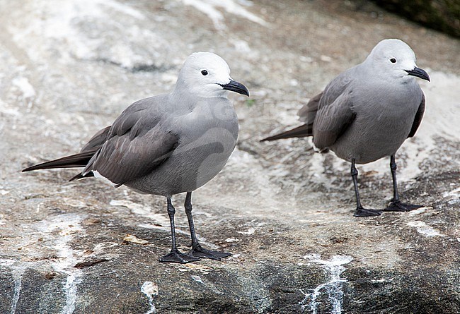 Grey gull (Leucophaeus modestus) at the coast of Peru. Also known as garuma gull. stock-image by Agami/Marc Guyt,