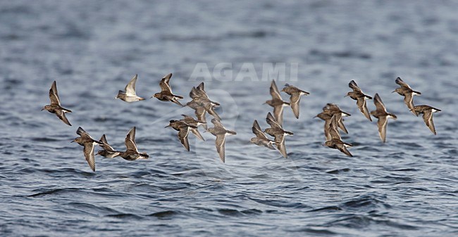 Groep Paarse Strandlopers in vlucht; Group of Purple Sandpipers in flight stock-image by Agami/Arie Ouwerkerk,