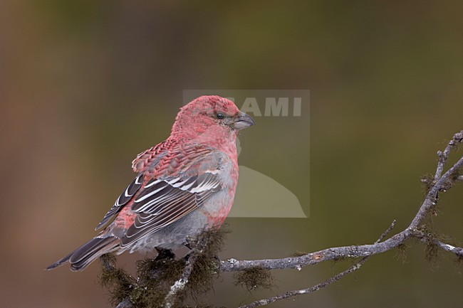 Man Haakbek zittend op tak, Male Pine Grosbeak perched on branch stock-image by Agami/Arie Ouwerkerk,