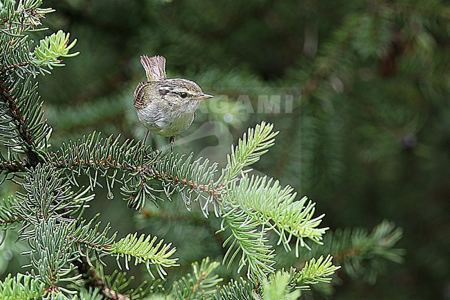 Gansu leaf warbler (Phylloscopus kansuensis) on Tibetan plateau, Qinghai, China. stock-image by Agami/James Eaton,