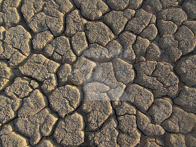 Dried out river bed (wadi) in Negev desert of Israel around the Dead Sea. Light brown background. stock-image by Agami/Marc Guyt,