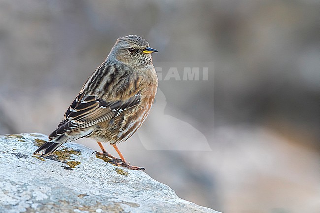 Alpine Accentor (Prunella collaris) perched on a rock in Italy. stock-image by Agami/Daniele Occhiato,
