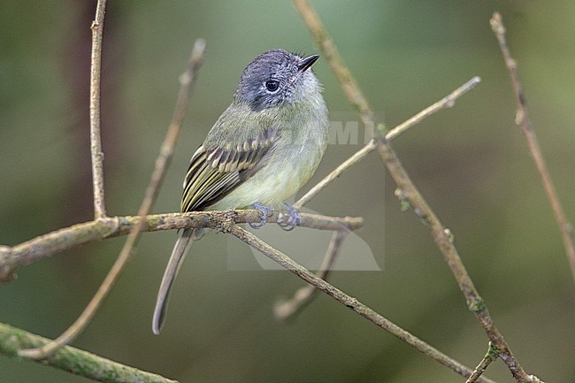 Slaty-capped Flycatcher (Leptopogon superciliaris superciliaris) at Rogitama, Colombia. stock-image by Agami/Tom Friedel,