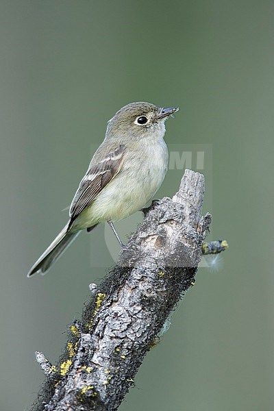 Adult
Kamloops, B.C.
June 2015 stock-image by Agami/Brian E Small,