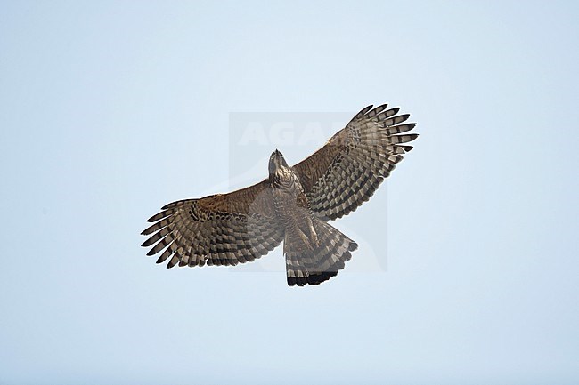 An adult Mountain Hawk-eagle (Nisaetus nipalensis ssp. nipalensis) circeling in the blue sky, photgraphed from below stock-image by Agami/Mathias Putze,