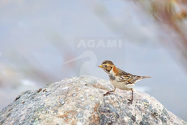 Lapland Longspur (Calcarius lapponicus) female with room for text, Norway stock-image by Agami/Tomas Grim,