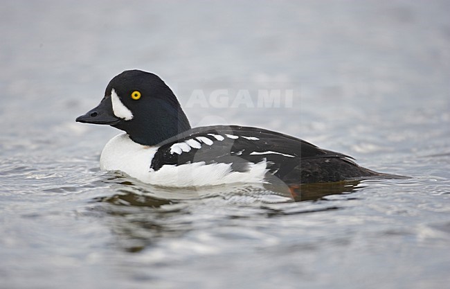 Mannetje IJslandse Brilduiker, Male Barrow's Goldeneye stock-image by Agami/Markus Varesvuo,