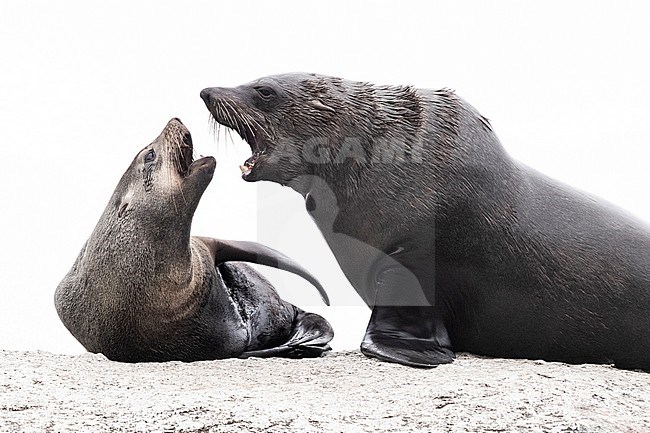 Cape Fur Seal (Arctocephalus pusillus), a male and a female close to each other, Western Cape, South Africa stock-image by Agami/Saverio Gatto,