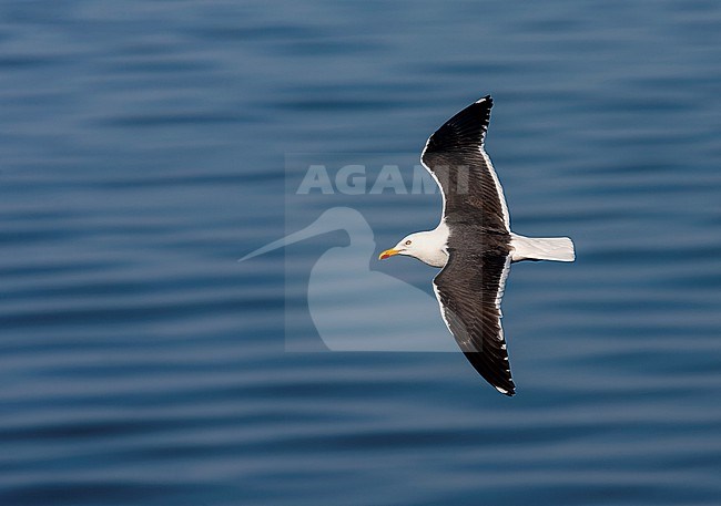 Lesser Black-backed Gull (Larus fuscus) on the Wadden island Texel, Netherlands. Adult in flight over the sea. stock-image by Agami/Marc Guyt,