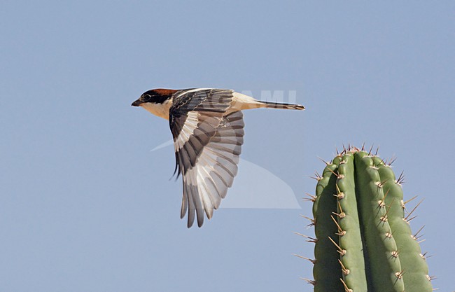 Volwassen Roodkopklauwier; Adult Woodchat Shrike stock-image by Agami/Markus Varesvuo,