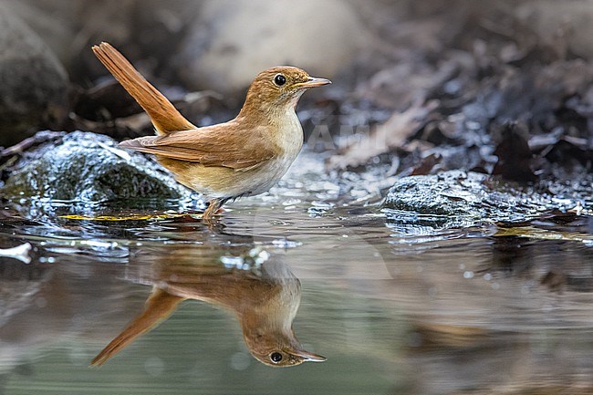 Common Nightingale, Luscinia megarhynchos, standing in shallow water in forest in Italy. stock-image by Agami/Daniele Occhiato,