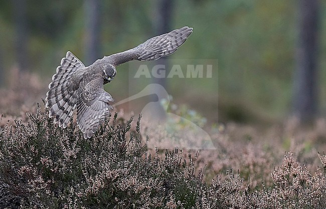 Sparrow Hawk juv. (Accipiter nisus) Norway October 2019 stock-image by Agami/Markus Varesvuo,