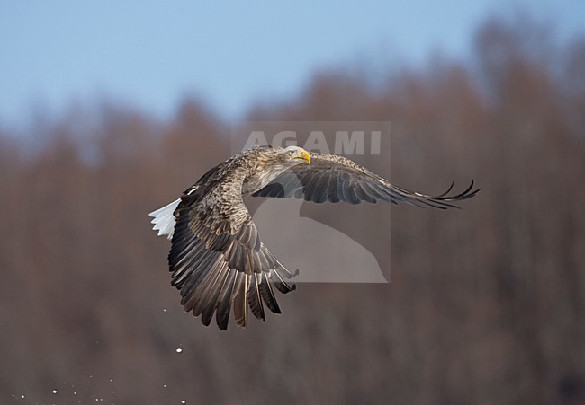 Zeearend volwassen; White-tailed Eagle adult stock-image by Agami/Marc Guyt,