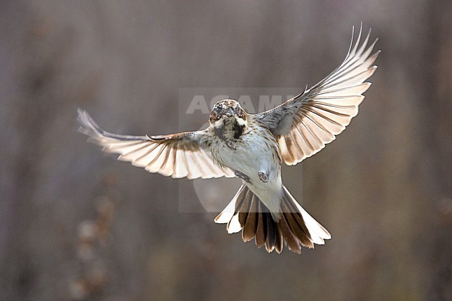 Male Common Reed Bunting (Emberiza schoeniclus) in flight in Italy. stock-image by Agami/Daniele Occhiato,