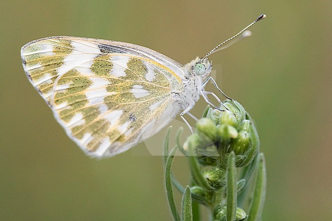 Eastern Bath White (Pontia edusa), side view of an adult perched on a plant, Campania, Italy stock-image by Agami/Saverio Gatto,