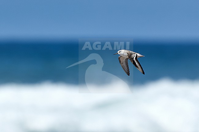 Sanderling (Calidris alba) flying against a blue sea as a background, Morocco stock-image by Agami/Tomas Grim,