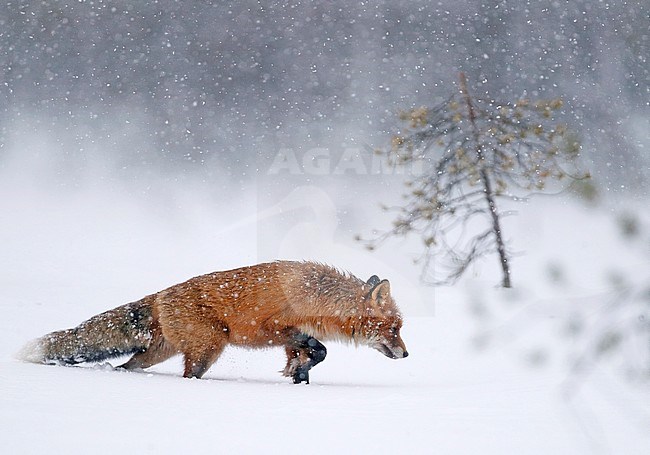 Hunting Red Fox (Vulpes vulpes) in taiga forest near Kemijärvi in Finland. stock-image by Agami/Markus Varesvuo,