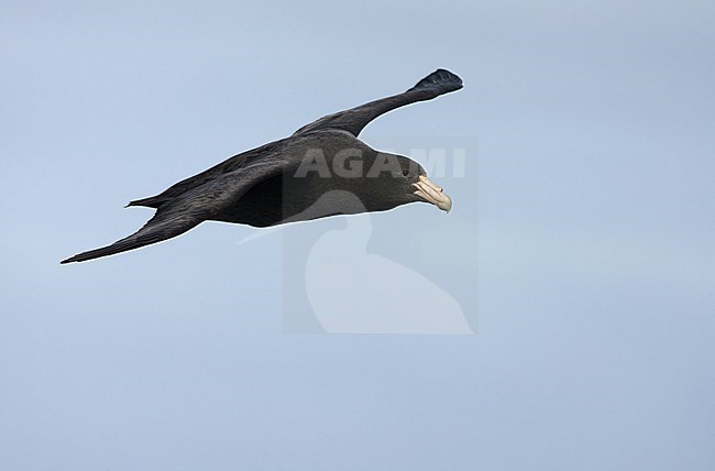 Immature Southern Giant Petrel, Macronectes giganteus, in the south Atlantic ocean. stock-image by Agami/Marc Guyt,