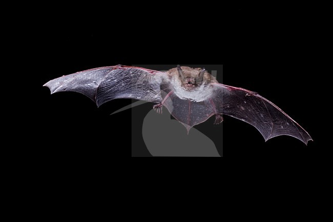 Vliegende Meervleermuis; Flying Pond Bat stock-image by Agami/Theo Douma,
