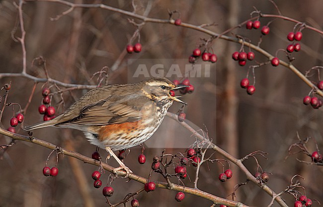 Redwing (Turdus iliacus iliacus) eating berries at Nivå, North Zealand, Denmark stock-image by Agami/Helge Sorensen,