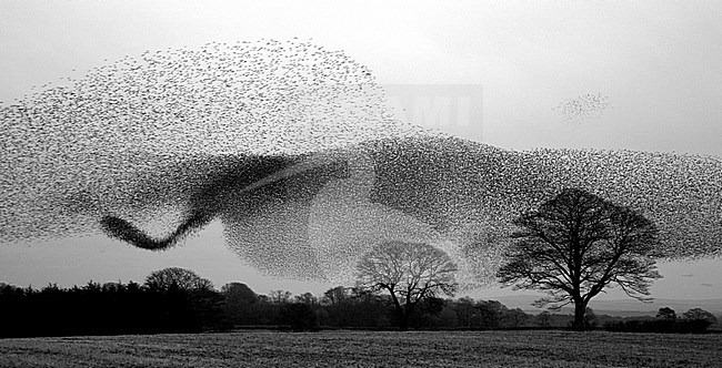 Groep Spreeuwen in vlucht; Flock of Common Starlings (Sturnus vulgaris) in flight stock-image by Agami/Danny Green,