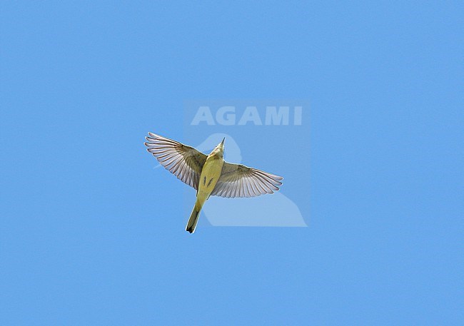 Blue-headed Wagtail (Motacilla flava) on migration flying against a blue sky showing underside and wings fully spread stock-image by Agami/Ran Schols,