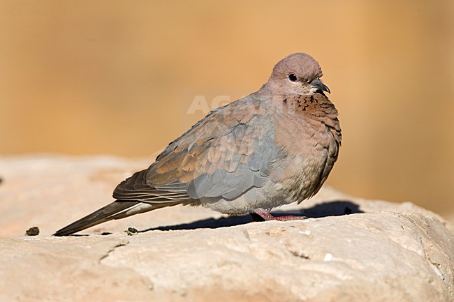 Palmtortel, Laughing Dove, Streptopelia senegalensis stock-image by Agami/Marc Guyt,