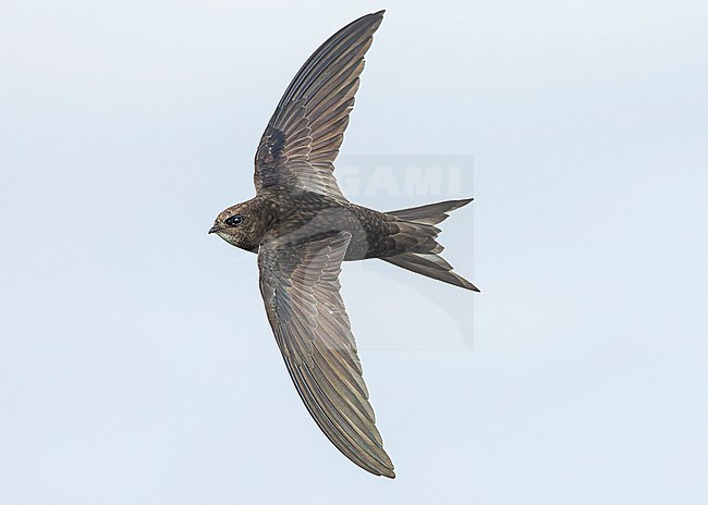 Common swift (Apus apus) in flight, showing upperwing. stock-image by Agami/Lennart Verheuvel,