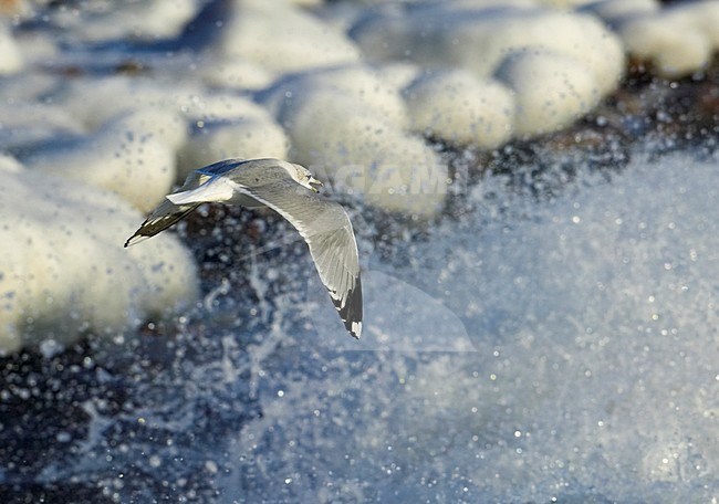 Common Gull adult flying; Stormmeeuw volwassen vliegend stock-image by Agami/Markus Varesvuo,