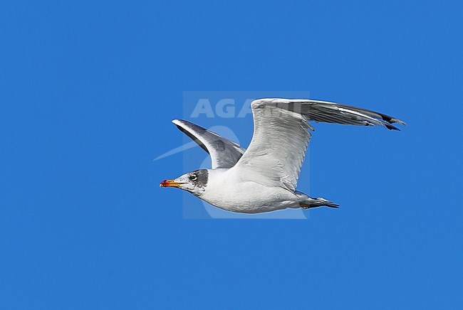 Subadult Pallas's Gull (Ichthyaetus ichthyaetus) during autumn at Ogi Lake in Mongolia. Also known as Greater Black-headed Gull. stock-image by Agami/Aurélien Audevard,
