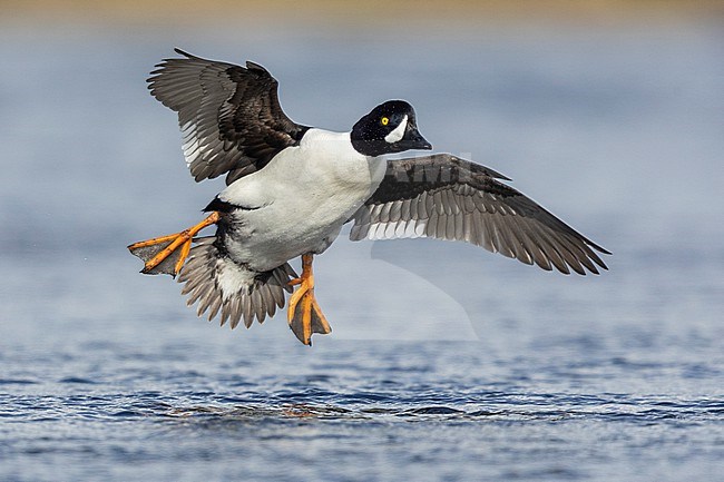 Barrow's Goldeneye (Bucephala islandica), front view of an adult male landing in the water, Northeastern Region, Iceland stock-image by Agami/Saverio Gatto,