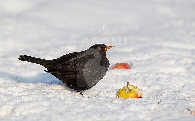 Adult male Common Blackbird (Turdus merula merula) eating apples in snow at Holte, Denmark stock-image by Agami/Helge Sorensen,