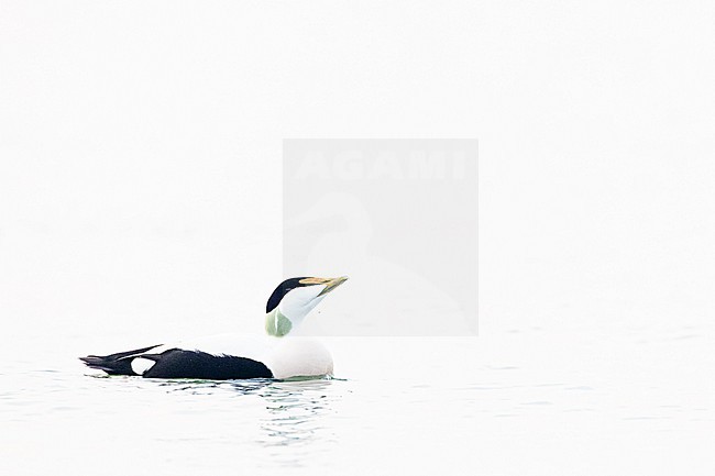  stock-image by Agami/Menno van Duijn,